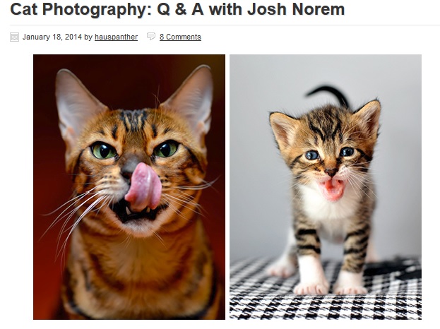 Haus Panther - Josh Norem The Furrtographer