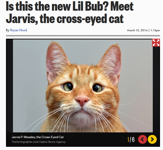 New York Post Jarvis The Furrtographer