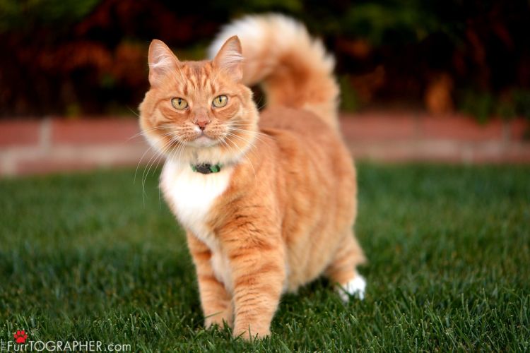 Furrtographer-Pet-Photography-Ginger-Cat