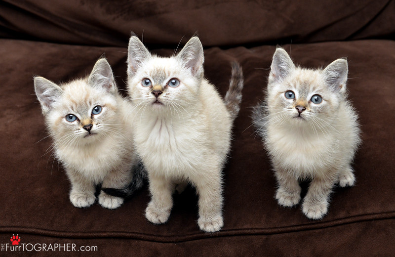 Three Wonder Cats!