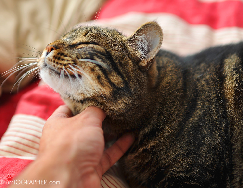 Special needs cat