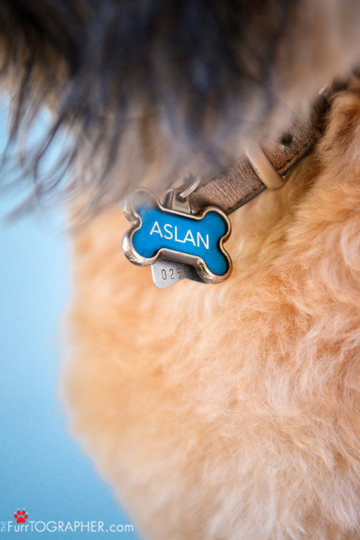 Aslan (39)-XL