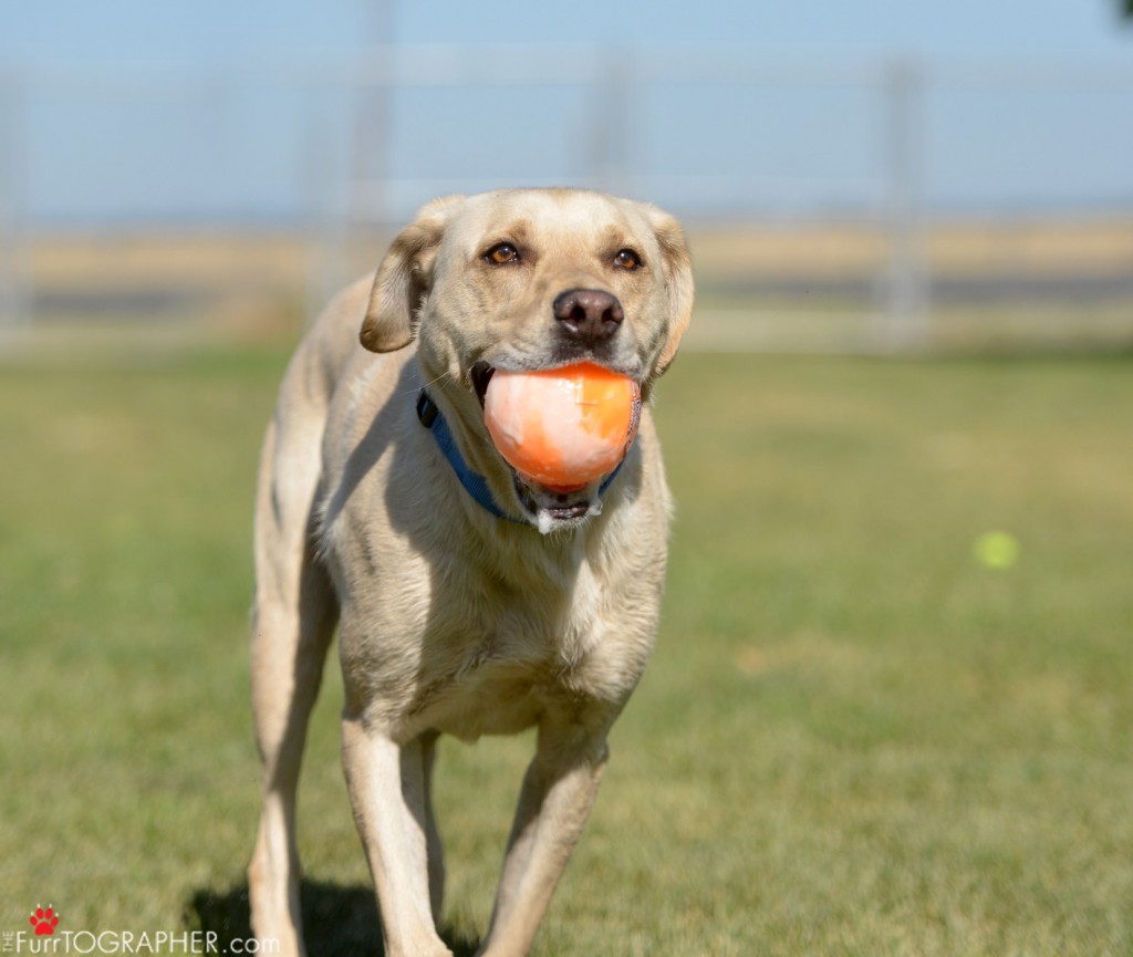 Dog Photography