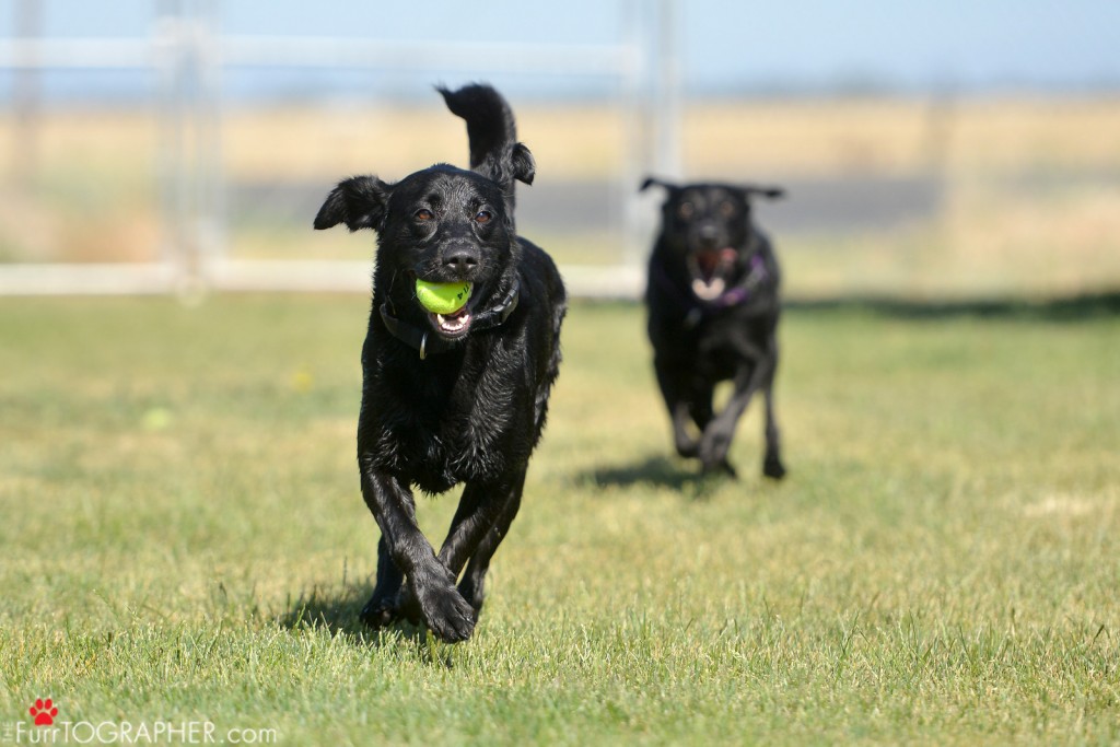 Dog Photography