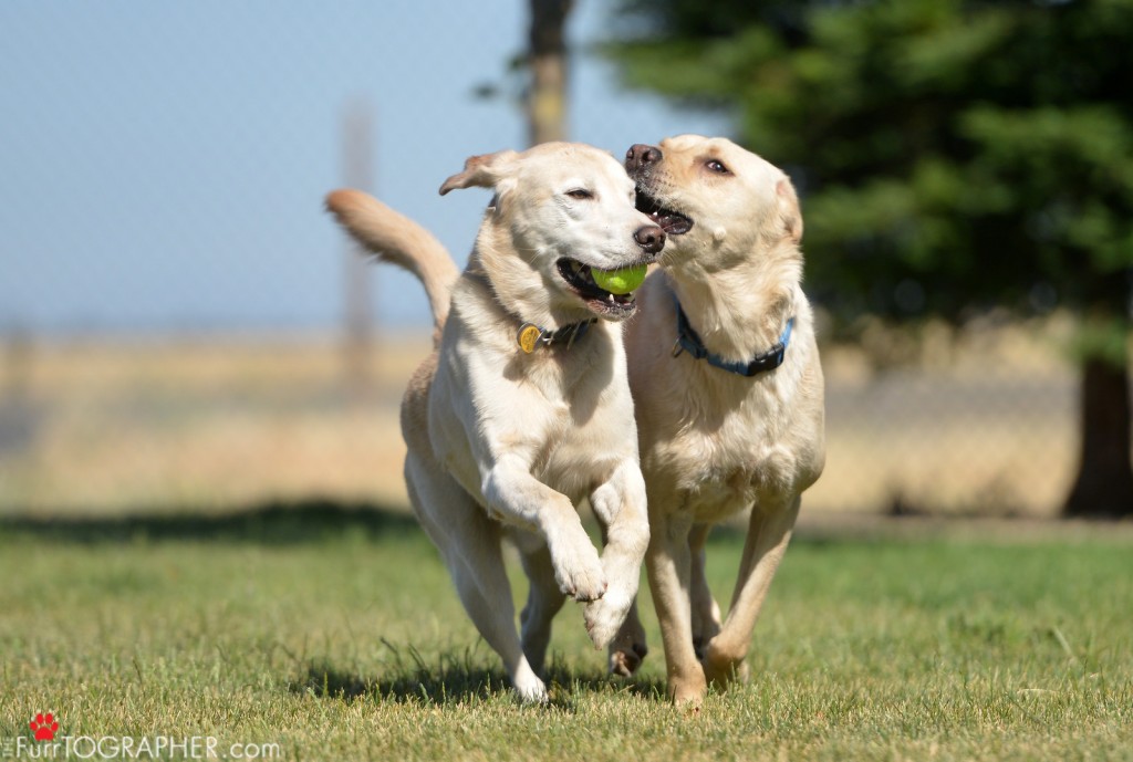 Dog Photography