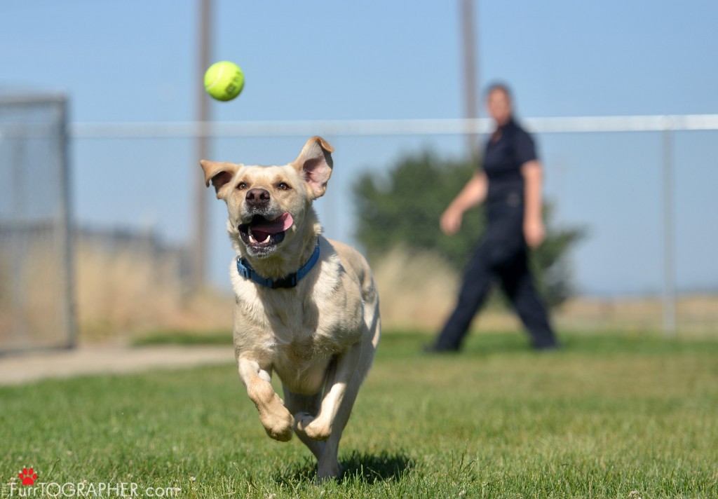 Dog Photography