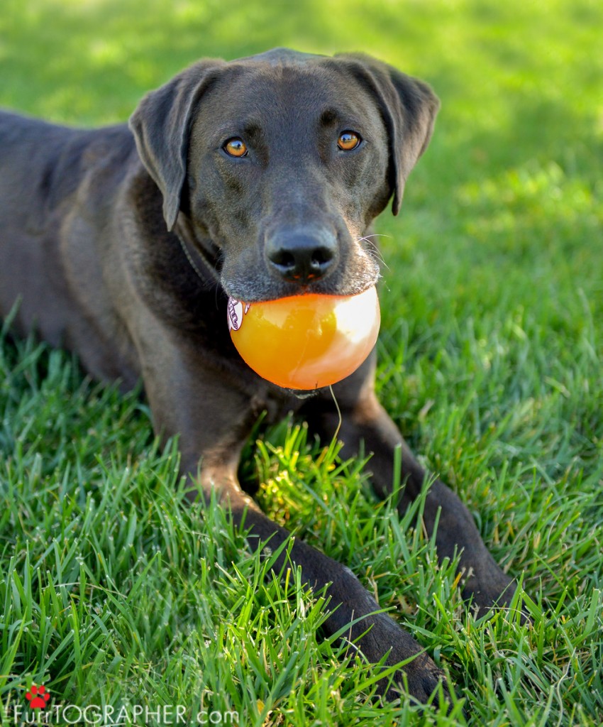 Dog Photography