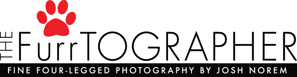 Logo for The Furrtographer - Seattle Pet Photography